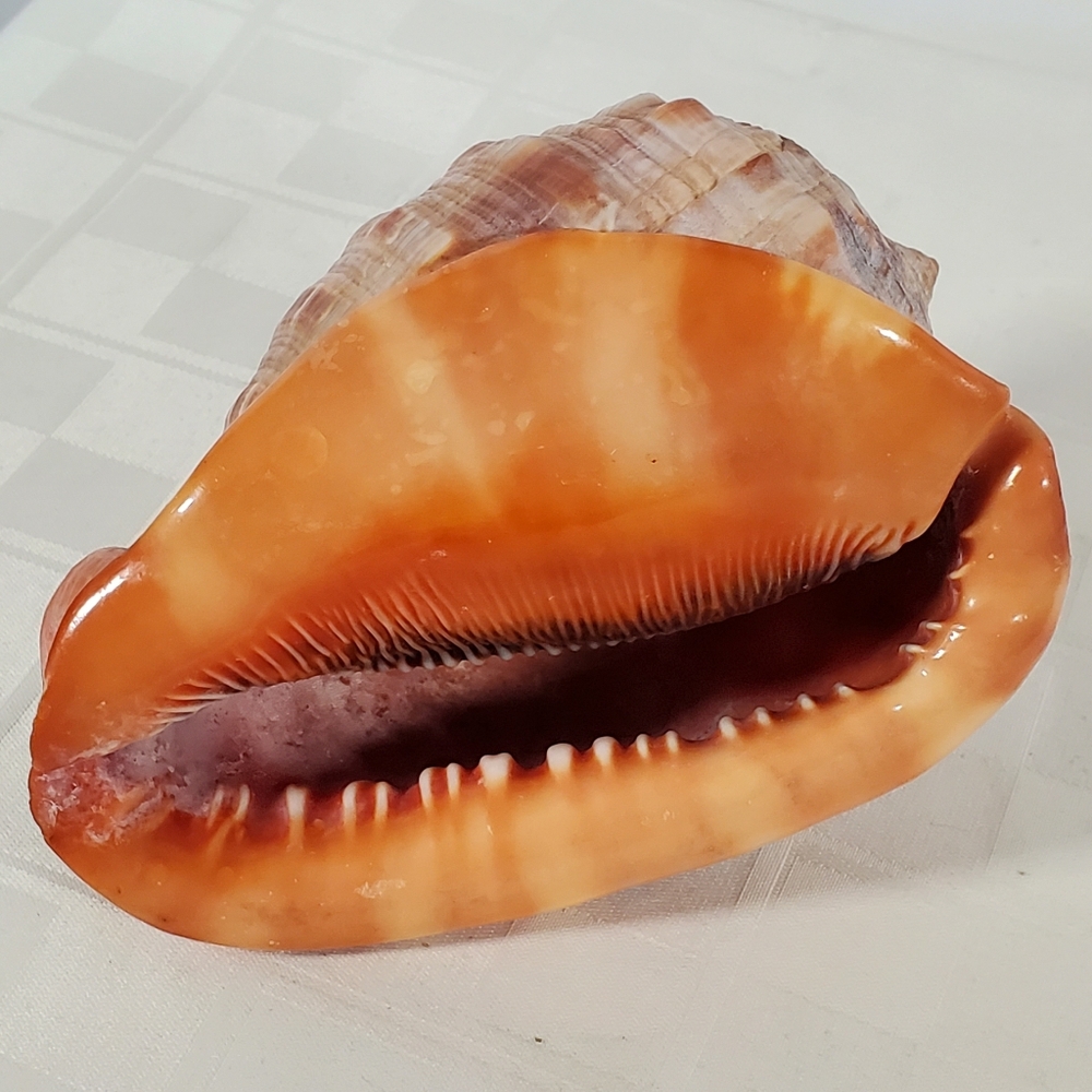 Bullmouth Helmet Shell - Picture 1 of 5